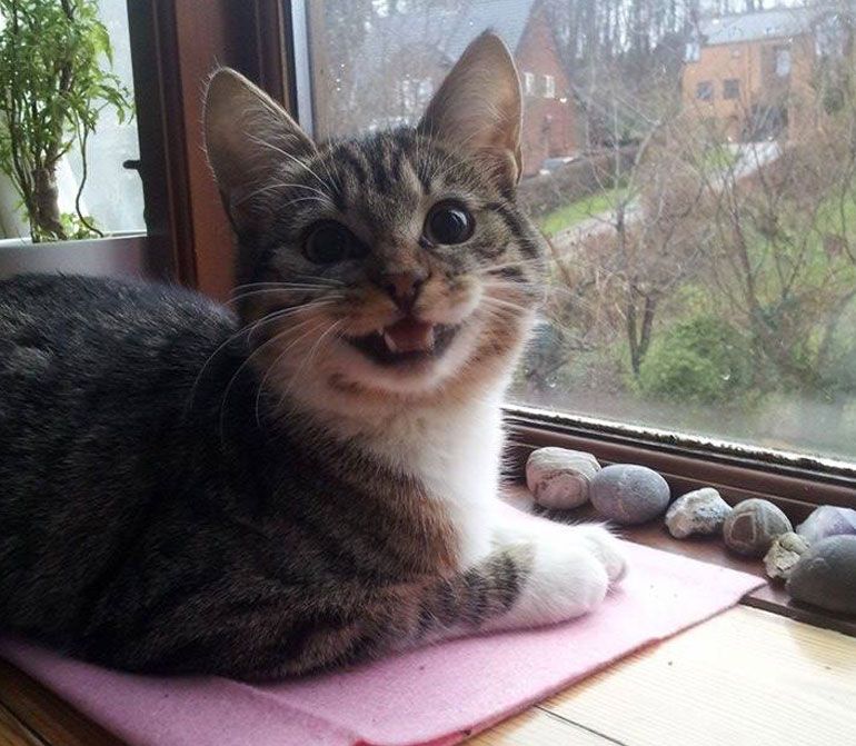 un gato alado de una ventana