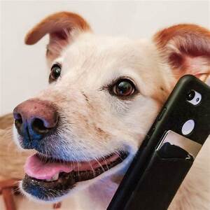 un perro con un telefono